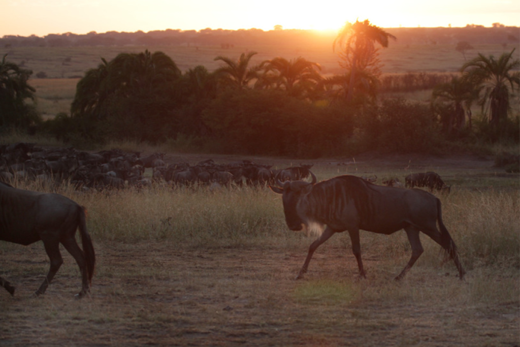 Early morning game drive in Africa