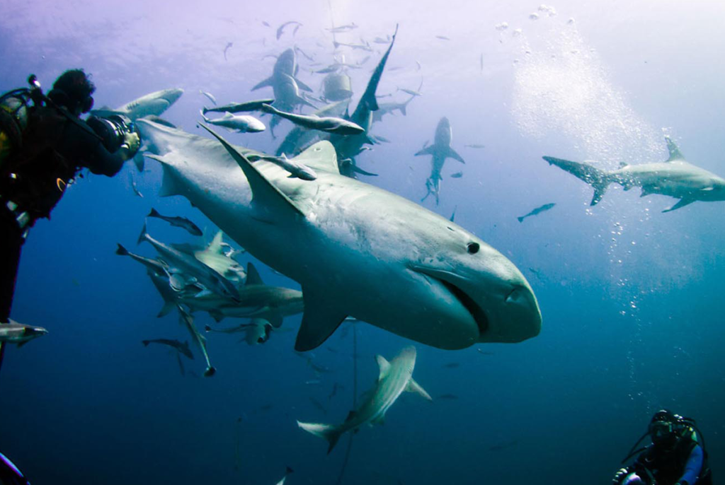 Underwater aquatic safari with marine life