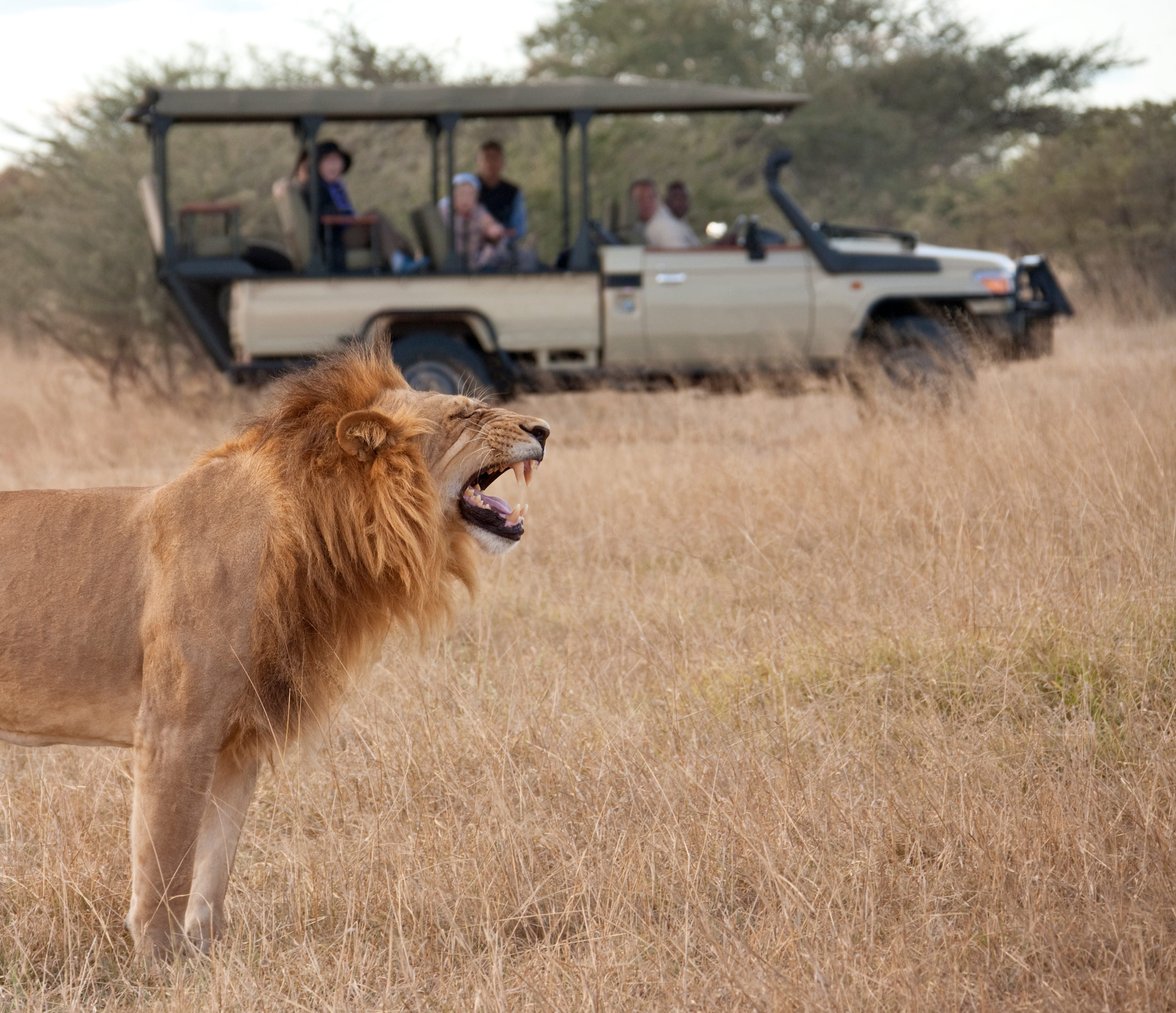 african-safari-botswana-2026-01-09-08-15-27-utc (1)