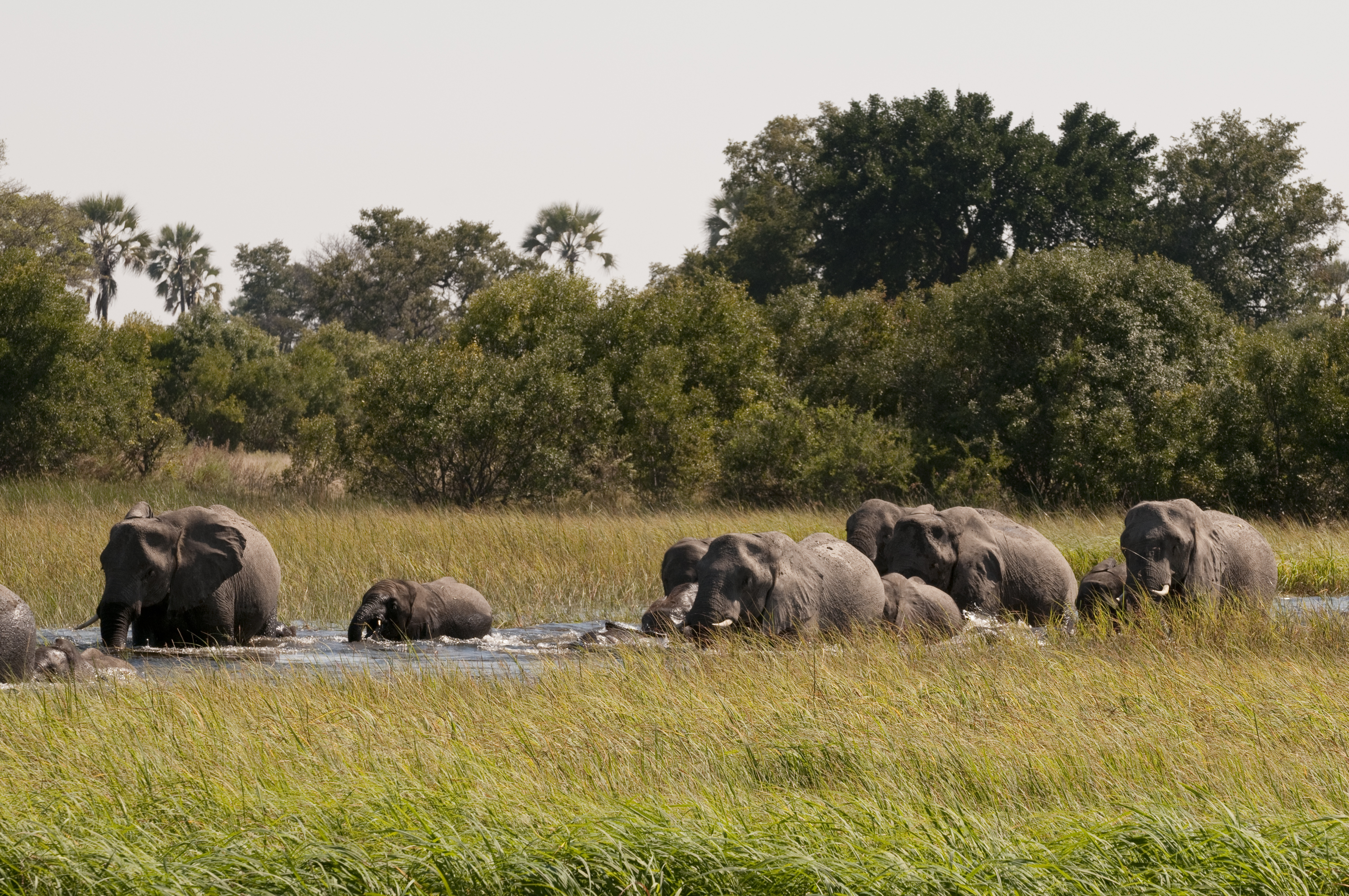 Botswana — Buja Tours