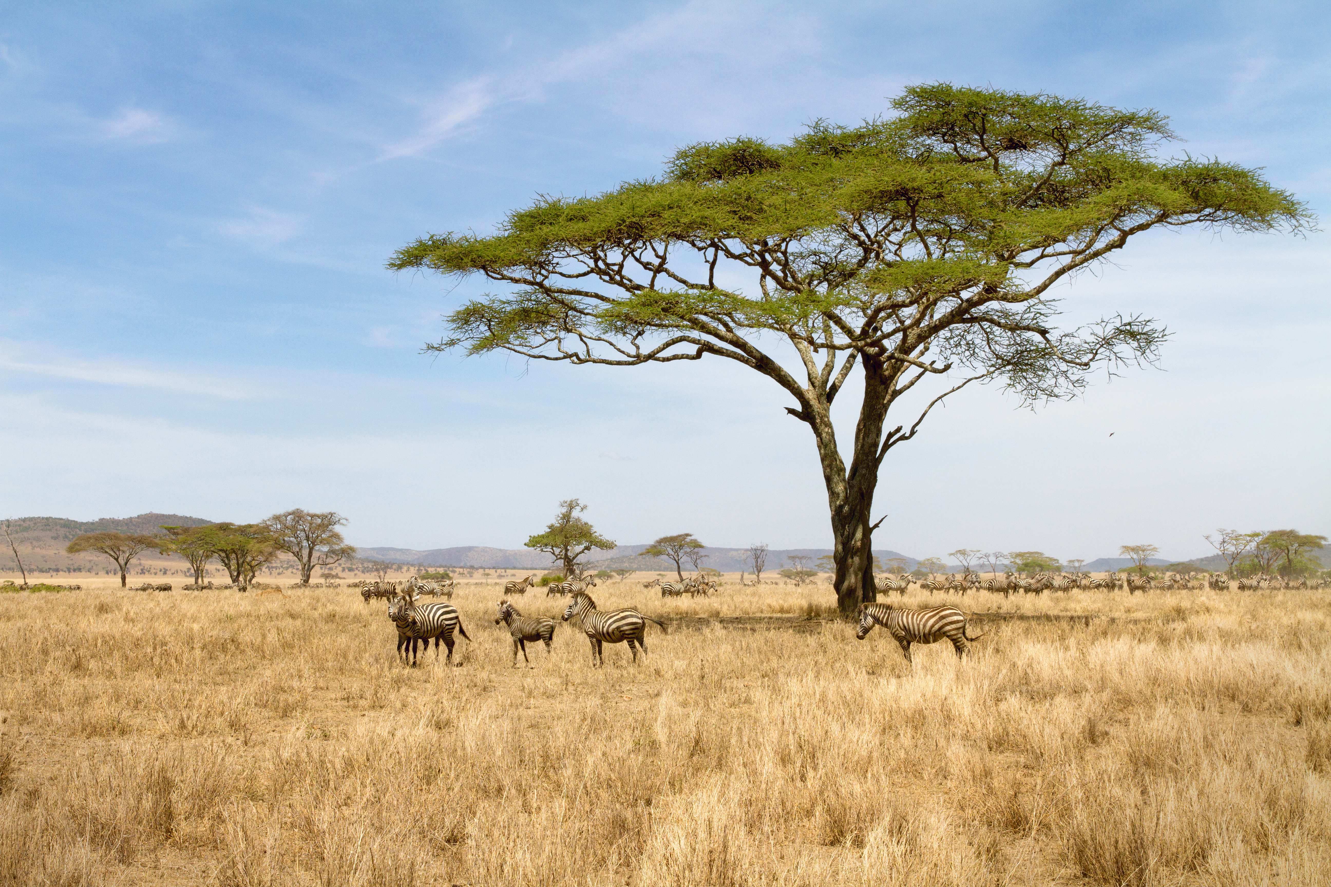 Wildlife Safaris
